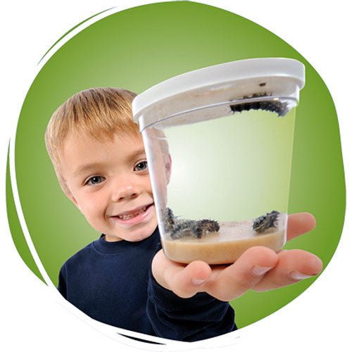 Live Butterfly Garden