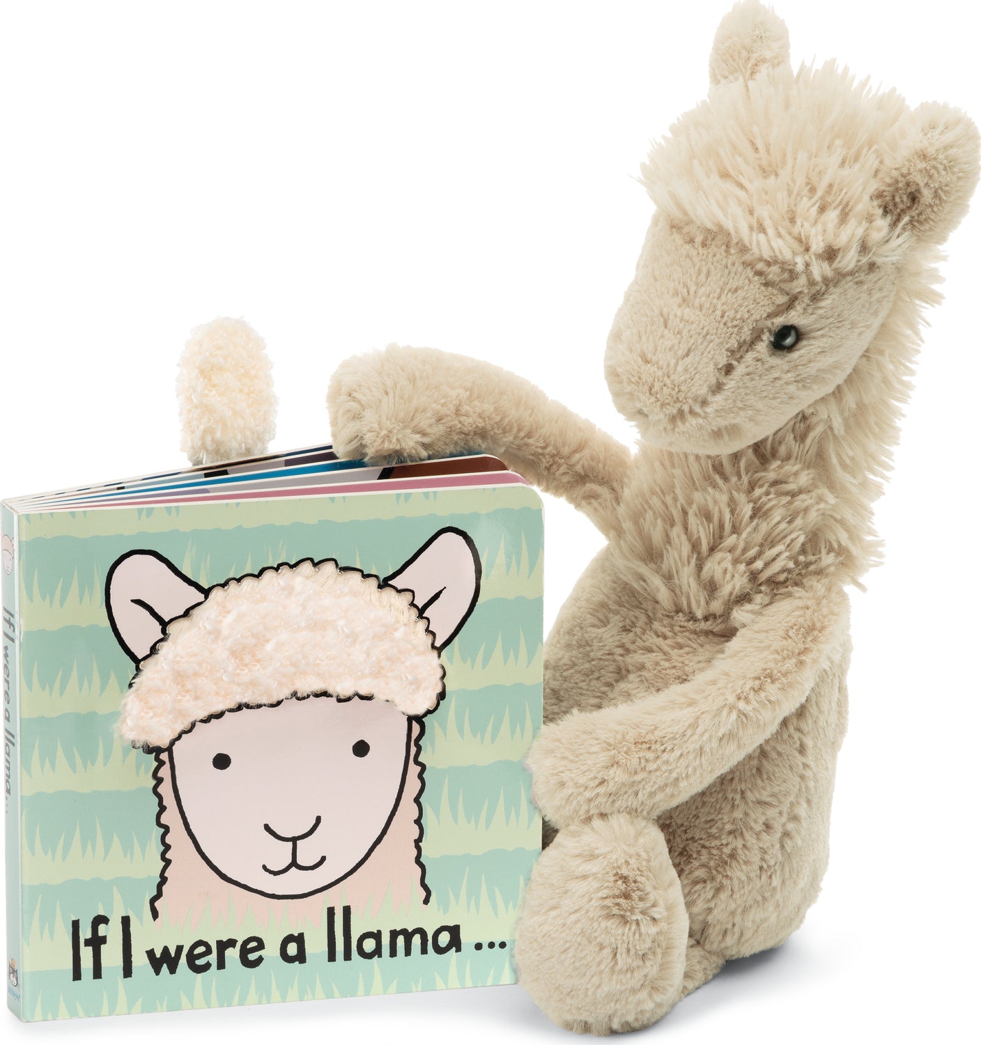 Bashful Llama