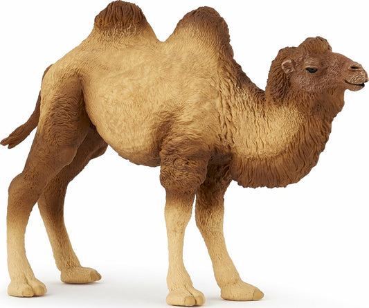 Bactrian Camel