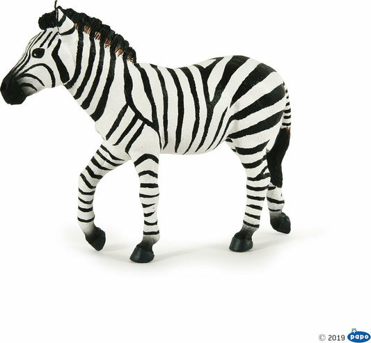 Male Zebra