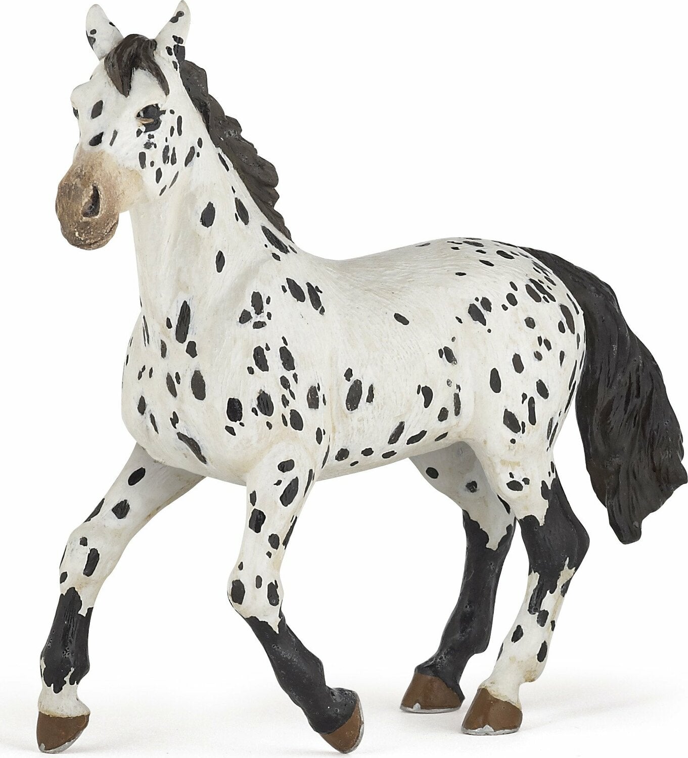 Black Appaloosa Horse