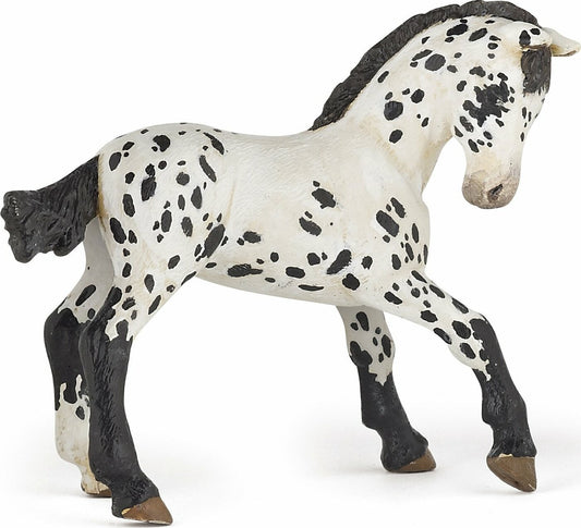 Black Appaloosa Foal