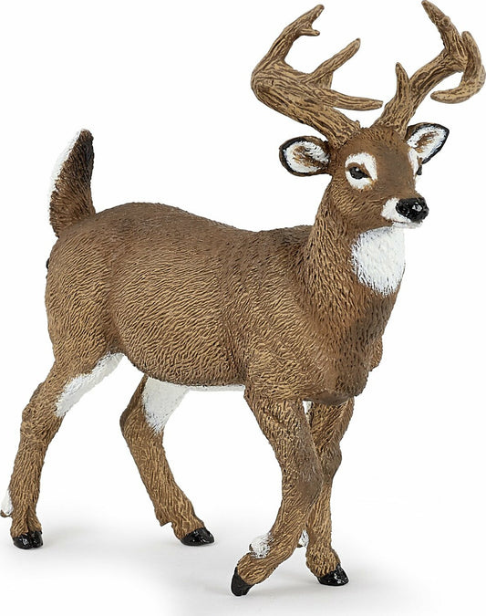 White-tailed Deer