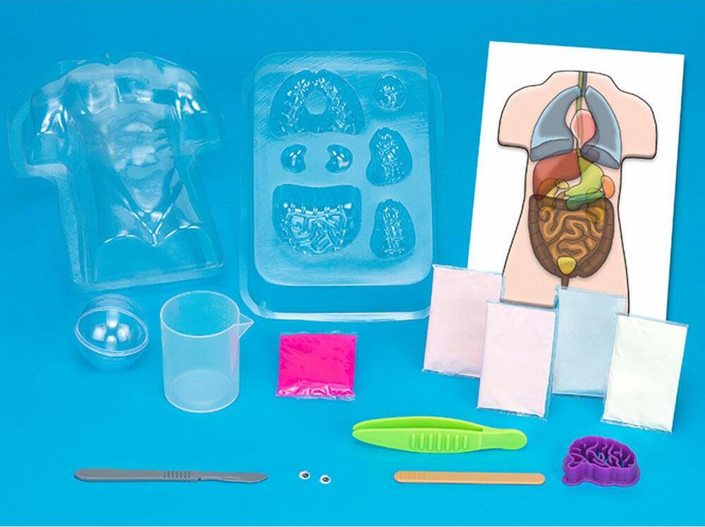 Gross Anatomy: Make-your-own Squishy Human Body Age 8+